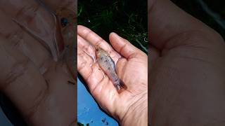 💢4 inch வளர்ந்த மாலி மீன்🐟🔥🔥mollies mollyfish shorts viralshorts viralvideo wow [upl. by Petr]