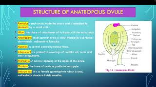 Structure of anantropous ovule [upl. by Trista]