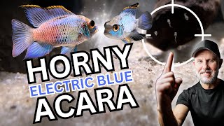 BREEDING Electric Blue Acara  EBA Fry [upl. by Hplar]