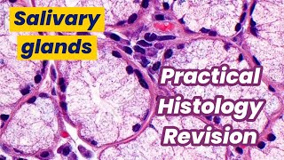 Practical histology revision Salivary glands [upl. by Bibbye565]