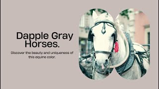 Unveiling the Mystique of Dapple Gray Horses [upl. by Eatnuahs]