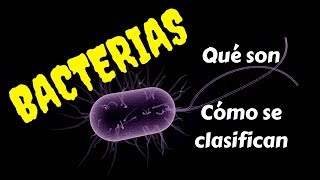 BACTERIAS Qué son y cómo se clasifican [upl. by Hyo]