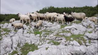 2872016 WANDERUNG KRIPPENSTEIN amp 5 FINGERS SALZKAMMERGUT Obertraun Österreich [upl. by Wilmer14]