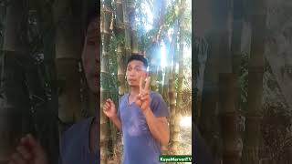 Bakla ka pala funny reels comedy funnycomedy trending [upl. by Ahsitram307]