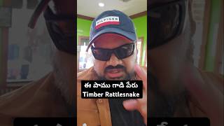 అమెరికాలో ఈ పాము గాడి పేరు Timber Rattlesnake అడవుల్లో ఎడారిలో ఉంటాడు snakes Wildlife in USA telugu [upl. by Eyar733]