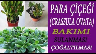 Para Çiçeğinin Bakımı Crassula Ovata çoğaltılması Crassula Ovata flowers care [upl. by Anesuza232]