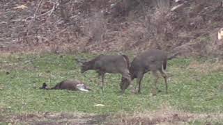 Last day of Kentucky Muzzle loader season 2017 [upl. by Ibor]