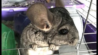 LIVE Chinchilla amp Other Adoptable Animals at Avian and Exotic Medicine in NYC  The Dodo [upl. by Belda987]