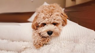 3 Reasons Why You Should NOT Get a CavapooPoodle Mix [upl. by Zap]