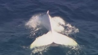 Albino humpback whale spotted off Australian Gold Coast [upl. by Arvo807]