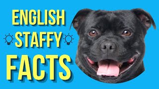 Staffordshire Bull Terrier Top 10 Facts English Staffy [upl. by Irama]