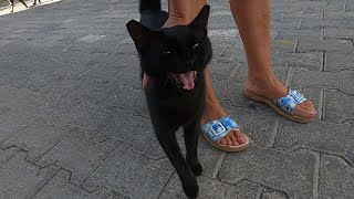 Angry black cat meows aggressively and doesnt let me pet her [upl. by Accever]