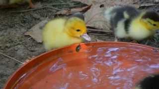 Muscovy ducklings 5 days old taking a bath [upl. by Arihs]