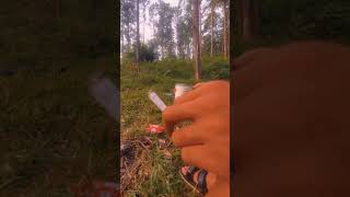 view of the pine forest camping nature youtubeshorts shorts shortvideo forest fyp [upl. by Adnalor]