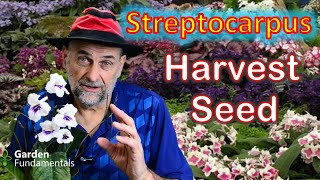 Harvest Streptocarpus Seed cape primrose  the When and How [upl. by Annwahs93]