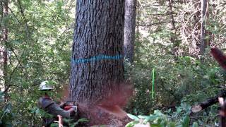 brushy sugar pine grove [upl. by Ylatfen270]