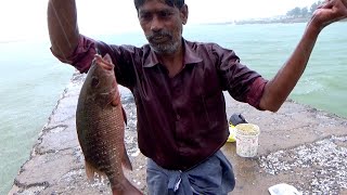 Time to Mangrove Jack amp Grouper Fishing in Beautiful Rainy Day [upl. by Ynot]