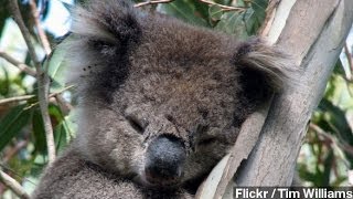 Koalas Hug Trees To Keep Their Cool New Study Says [upl. by Dnalyaw]