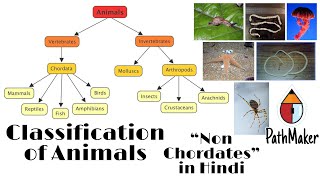 Classification of Animal Animal kingdom Diversity of Living Organisms Biological science in hindi [upl. by Aveer759]