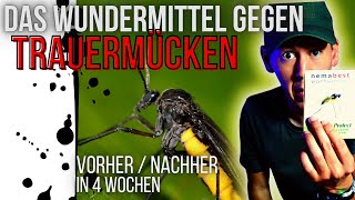 Schnell und einfach Trauermücken bekämpfen  VORHERNACHHER  Nützlinge einsetzen Nematoden [upl. by Abehsile741]