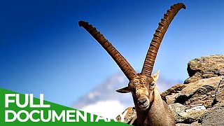 South Tyrol  In the Kingdom of the Alpine Ibex  Free Documentary Nature [upl. by Louisa607]