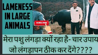 lameness in dairy animals पशुओं में लंगड़ापन  कारण एवं उपचार [upl. by Samale267]