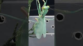 Giant Rainforest Mantis Pumping up her Wings 1 Hour in 1 Minute [upl. by Anirec914]