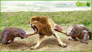 30 Moments The Lion Gets A Bitter End For Dare To Challenge The Komodo Dragon  Animal Fight [upl. by Akinor]