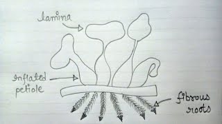 Water Hyacinth Eichhornia Crassipes Diagram  How To Draw Eichhornia Crassipes Labelled Diagram [upl. by Ahseek776]