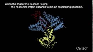 Ribosomal and chaperone proteins [upl. by Elamaj300]