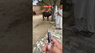 Calf intramuscular  cow video  chechexia  Hidebound  Viral animalshorts vetdrmudassir vetdr [upl. by Noonan344]