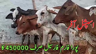 Lowest Rate Cross hiefers for sale in pakistan Heifers Farming in Pakistan  Cows and Buffalos [upl. by Aivle]