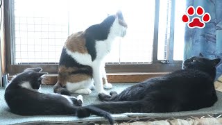 子猫と遊んだ猫まや 【瀬戸の子猫日記】 Maya played with the kitten [upl. by Warila]