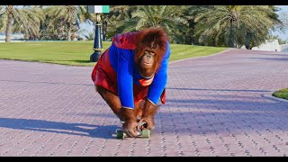 Animalia  Orangutan Super Rambo to the rescue [upl. by Anihta]