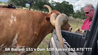 Struthoff Ranch Longhorn Bull SR Bacardi 151 81 inches TTT at 2yrs 10month April 4 2024 [upl. by Spring937]