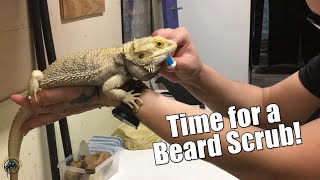 A Feisty Bearded Dragon Gets Some TLC 🦎 [upl. by Aciretahs]