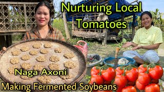 Made Naga Style Axone Fermented Soyabeans  Nurturing Local Tomatoes At Home  Village Life [upl. by Anatniuq983]