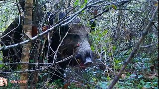 Bilecik yaban domuzu avı  Wild boar hunting [upl. by Nhguahs]