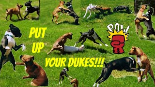 Dogs Go WILD In Epic Backyard Playtime [upl. by Dranyl]