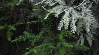 Albino Redwoods Ghosts of the Forest Science on the SPOT [upl. by Aliled183]