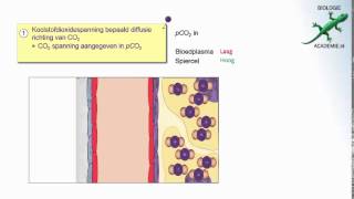 Gaswisseling  regulatie transport o2 en co2 [upl. by Oicneserc]