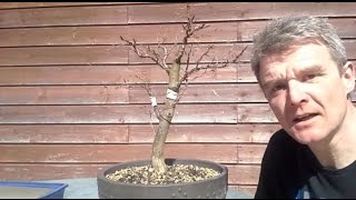 Fagus Sylvatica Bonsai 3 [upl. by Atwahs]