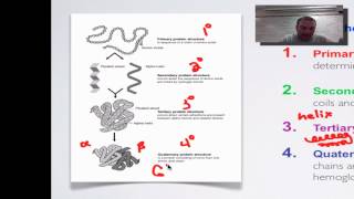 Screencast 2C Part 2  Protein Structure amp Function [upl. by Teilo]