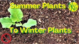 Succession Plant Your Vegetable Garden  No Dig Garden  From Summer to Winter [upl. by Etak]