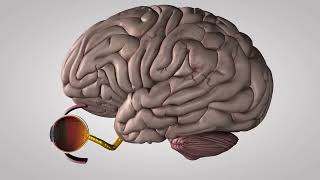 Explication du fonctionnement de lœil et de la vision par Aixel Vision Ophtalmologie [upl. by Mossberg332]