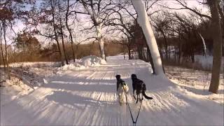 2015 City of Lakes Loppet 2 dog skijor race [upl. by Sancho197]