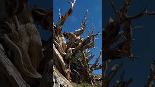 Methuselah the oldest tree on earth nature history life tree trending fyp foryou fossil [upl. by Tibbitts]