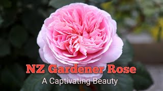 NZ Gardener Rose  by Bob Matthews Matthews Rose New Zealand [upl. by Tertias]