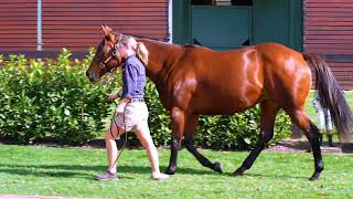 2023 Gold Coast National Broodmare Sale  Piping Hot [upl. by Ethelinda260]