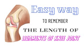 Easy way to remember the length of ligaments of knee joint kneejointanatomy mnemonic [upl. by Orsay]